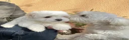 Bichon Frise dogs for sale: Bichon for sale - Advert 4