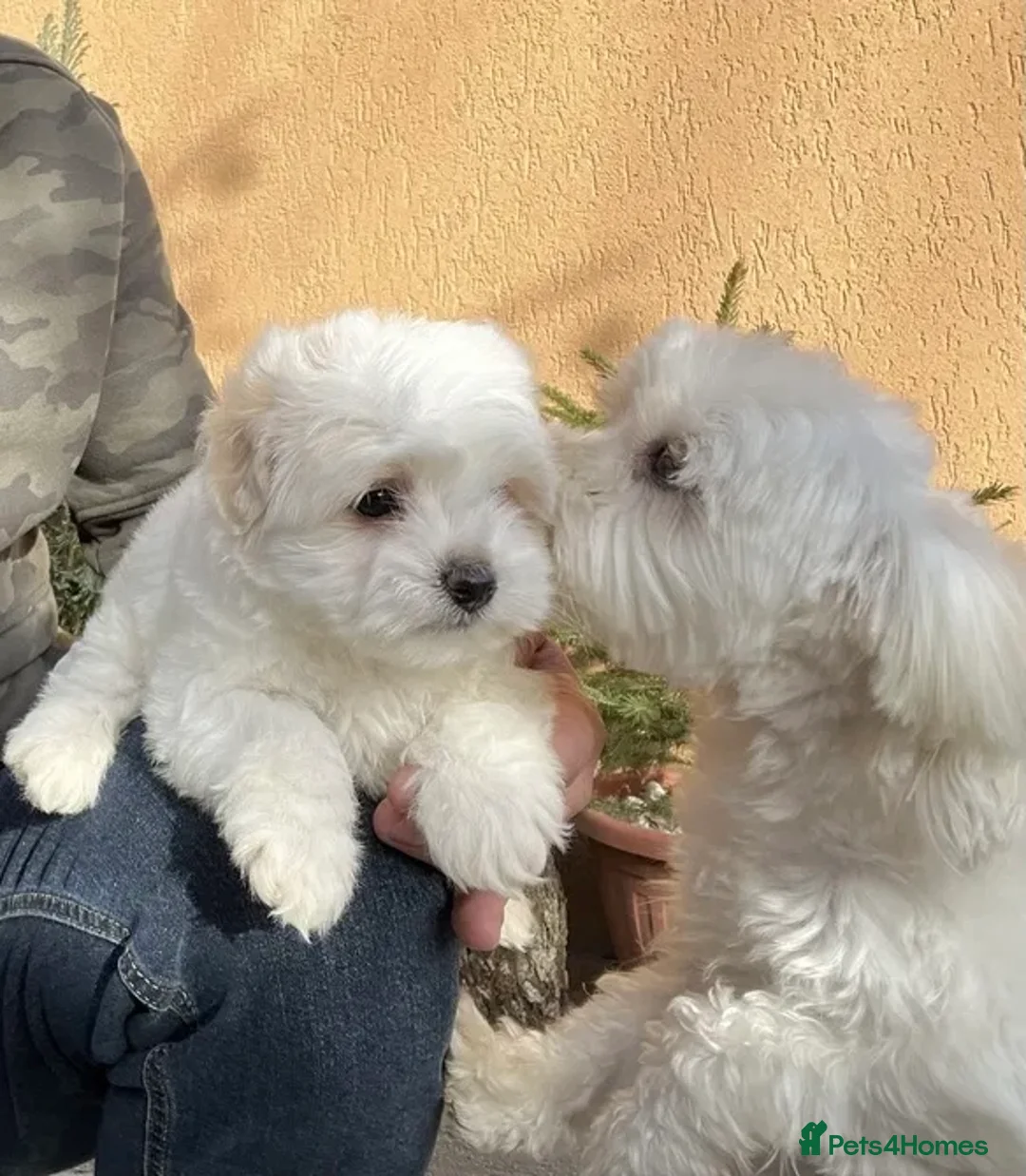 Bichon Frise dogs for sale: Bichon for sale - Advert 4
