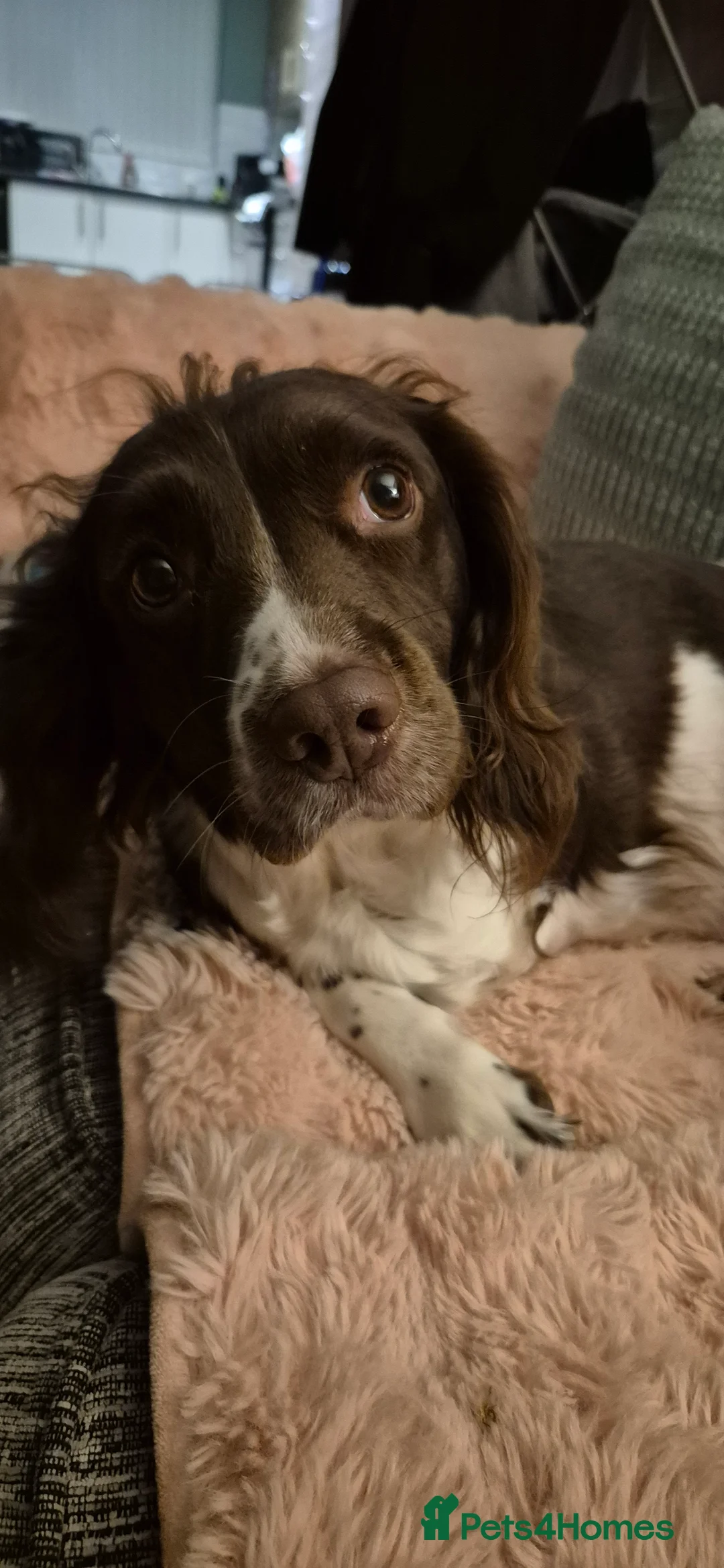 Sprocker dogs for sale: Sprocker spaniel puppies for new homes - Advert 2