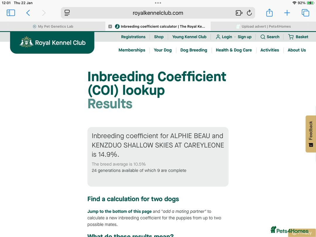 Cocker Spaniel dogs for sale: KC registered working cocker spaniel puppies  - Advert 8