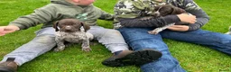 German Shorthaired Pointer dogs for sale: ! Ready now !  - Advert 10