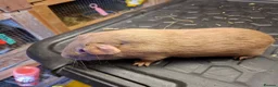 Guinea Pig rodents for sale: Male and female baby guinea pigs for sale - Advert 11