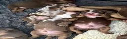 Olde English Bulldogge dogs for sale: 9 beautiful olde English bulldogge  - Advert 16