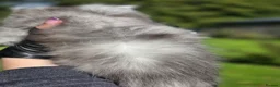 Maine Coon cats for sale: Tica premium Maine coon kittens from £850 - Advert 10