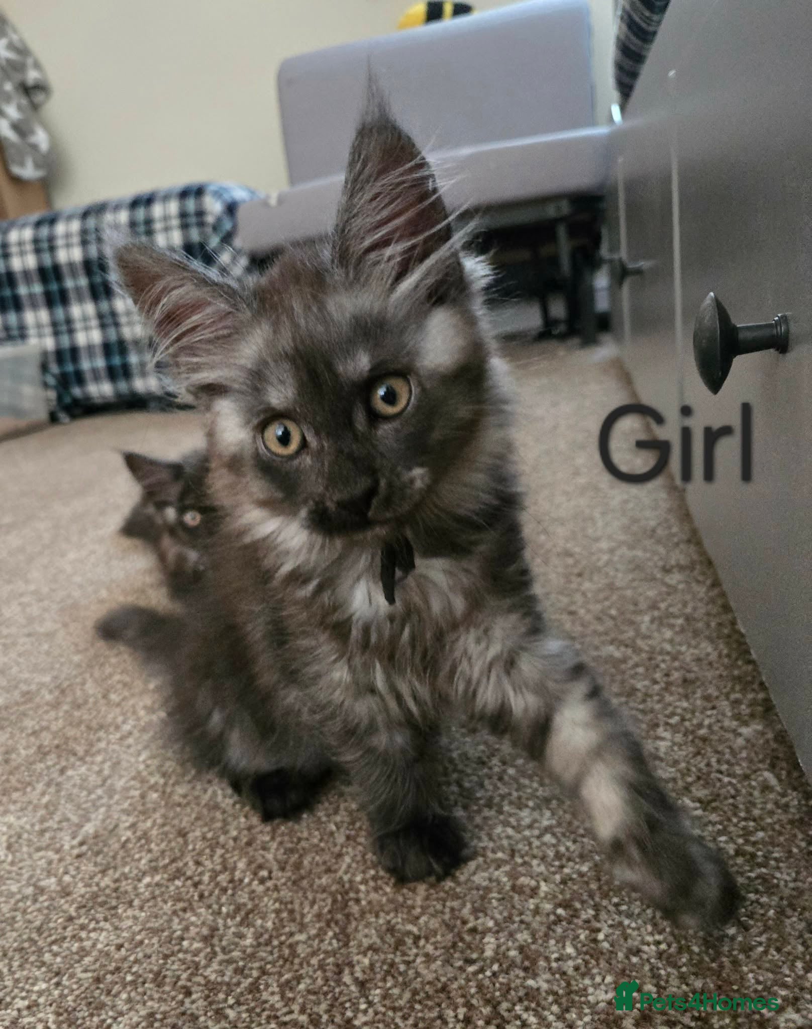 Maine Coon cats 2 Maine Coon girls. - Advert 1