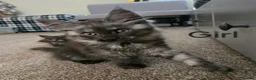 Maine Coon cats for sale: 2 Maine Coon girls. - Advert 4