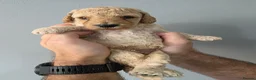 Cockapoo dogs for sale: 2 F1b Cockapoo Boys. DNA HEALTH TESTED - Advert 17