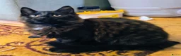 Mixed Breed cats for sale: Three beautiful black kittens  in Llanon - Advert 6