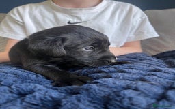 Labrador Retriever dogs for sale: Beautiful KC Black Female Pups  - Image 9