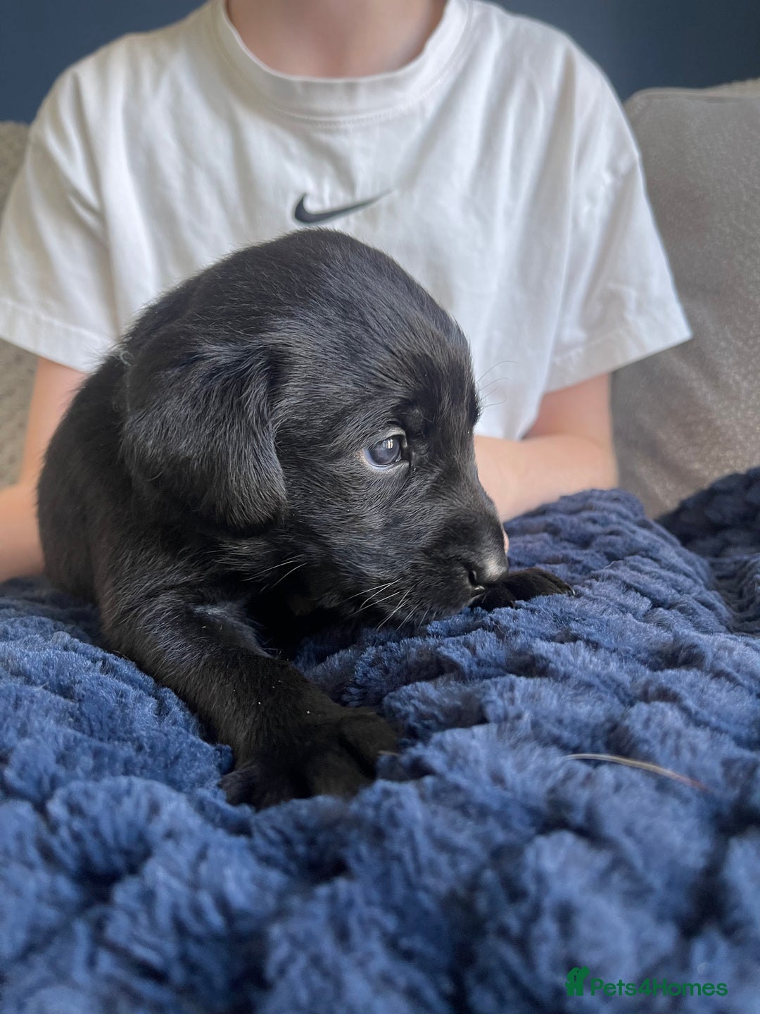 Labrador Retriever dogs for sale: Beautiful KC Black Female Pups  - Image 9