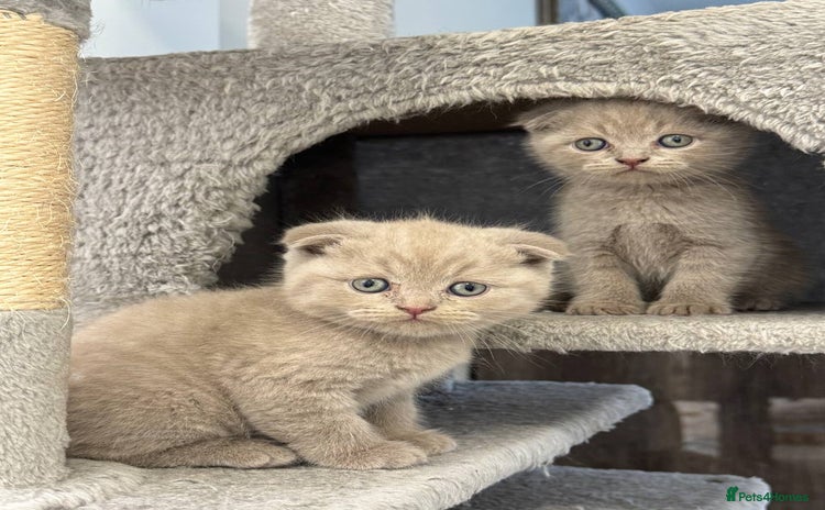 Scottish Fold cats - Advert 2