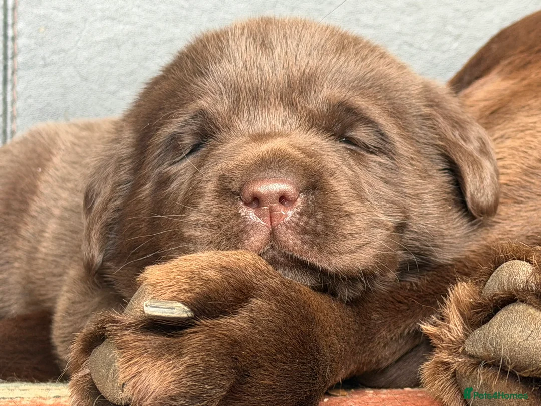 Labrador Retriever dogs for sale: Super Chunky Gorgeous George in Poulton-le-Fylde - Advert 1