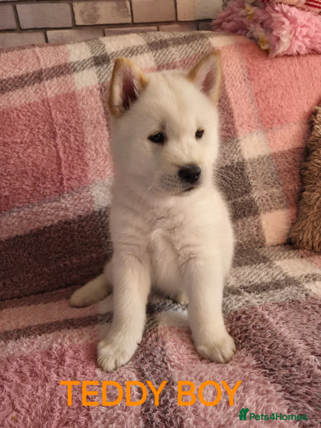 Mixed Breed dogs for sale: Siberian husky/ chow chow (chowski) - Advert 7