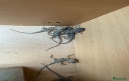 Bearded Dragon reptiles for sale: Bearded Dragon Babies - Image 9