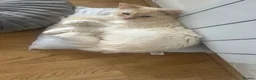 Ragdoll cats for sale: Playful boy ready for rehome - Advert 7