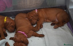 Hungarian Vizsla dogs for sale: Adorable vizsla puppies, exceptional pedigree - Image 26
