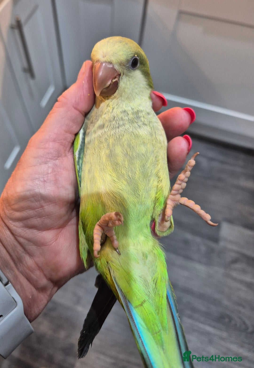 Parrots birds for sale: Handreared DNA tested baby Quaker Parrots  - Image 12