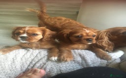Cavalier King Charles Spaniel dogs for sale: Puppies for sale  - Image 4