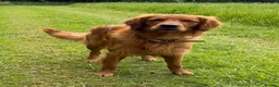 Golden Retriever dogs for stud: Fantastic Golden Retriever Stud  - Advert 8
