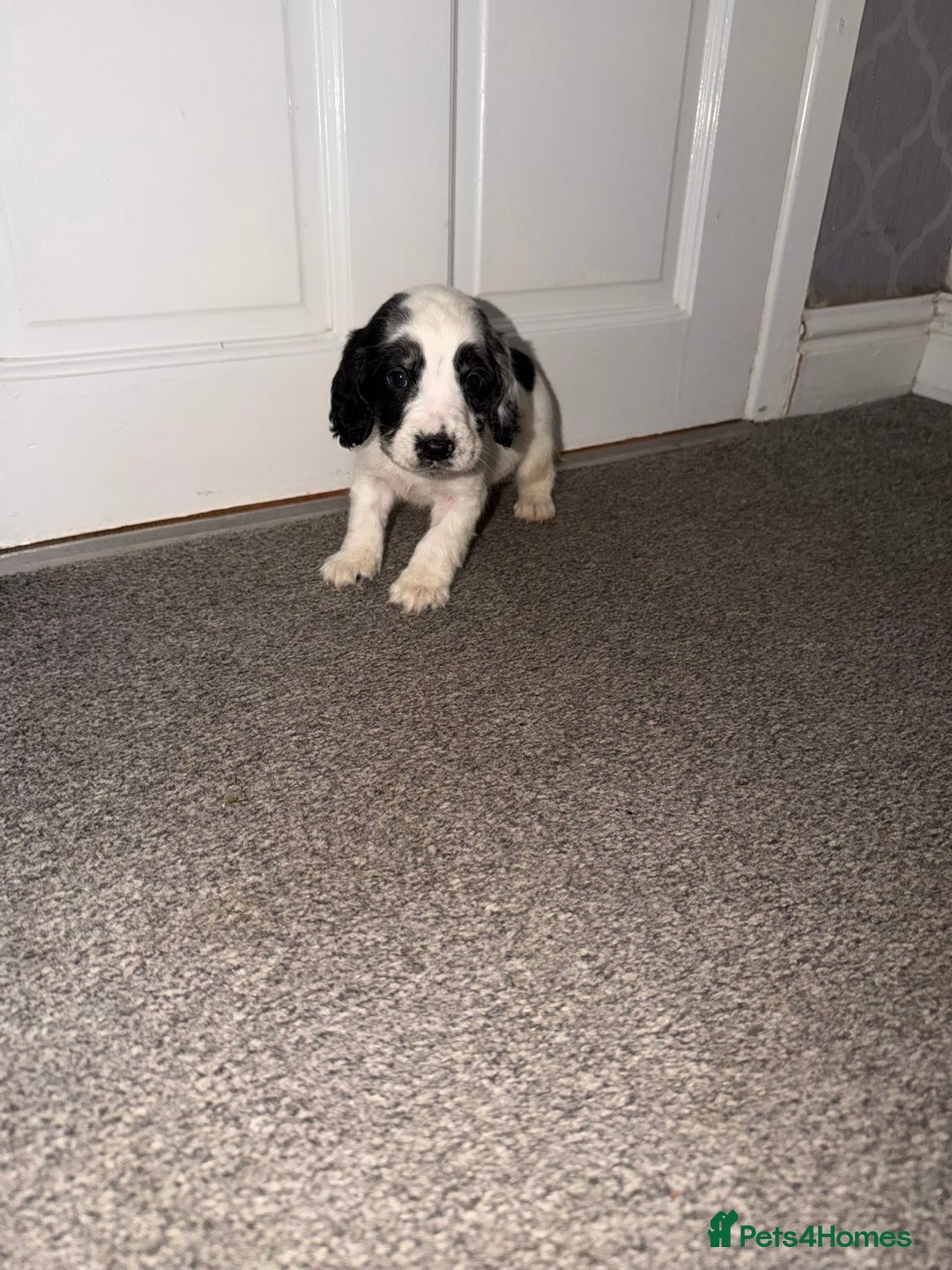 Cocker Spaniel dogs for sale: Cocker spaniel pups   - Advert 11