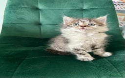 Mixed Breed cats for sale: Amazing fluffy happiness  - Image 4