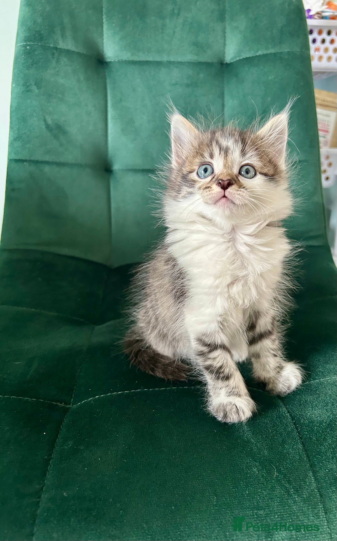 Mixed Breed cats for sale: Amazing fluffy happiness  - Image 4