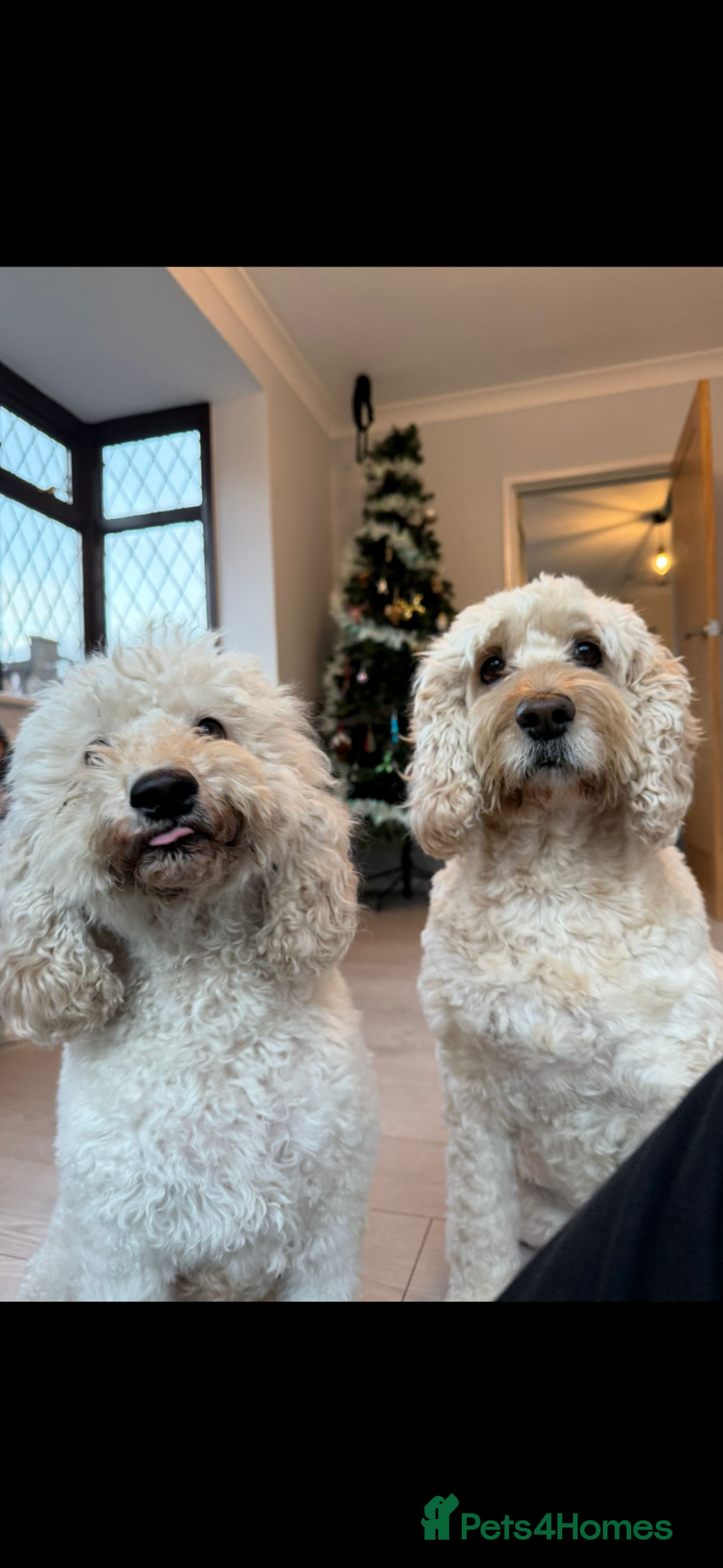 Cockapoo dogs Beautiful cockapoo puppies  - Advert 1