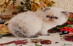 Persian cats for sale: Persian Kittens - Image 16