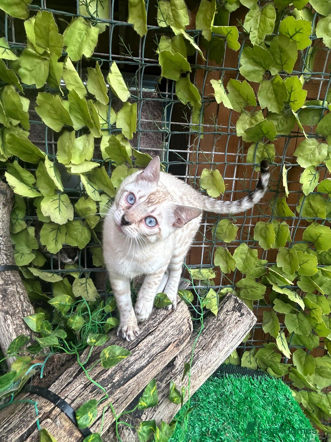 Bengal cats for sale: Two incredibly friendly TICA reg kittens  in Darwen - Image 2