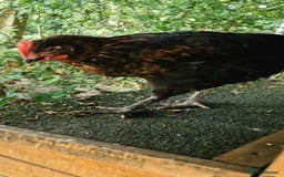 Chickens poultry for sale: Black French Copper Marans - Image 5