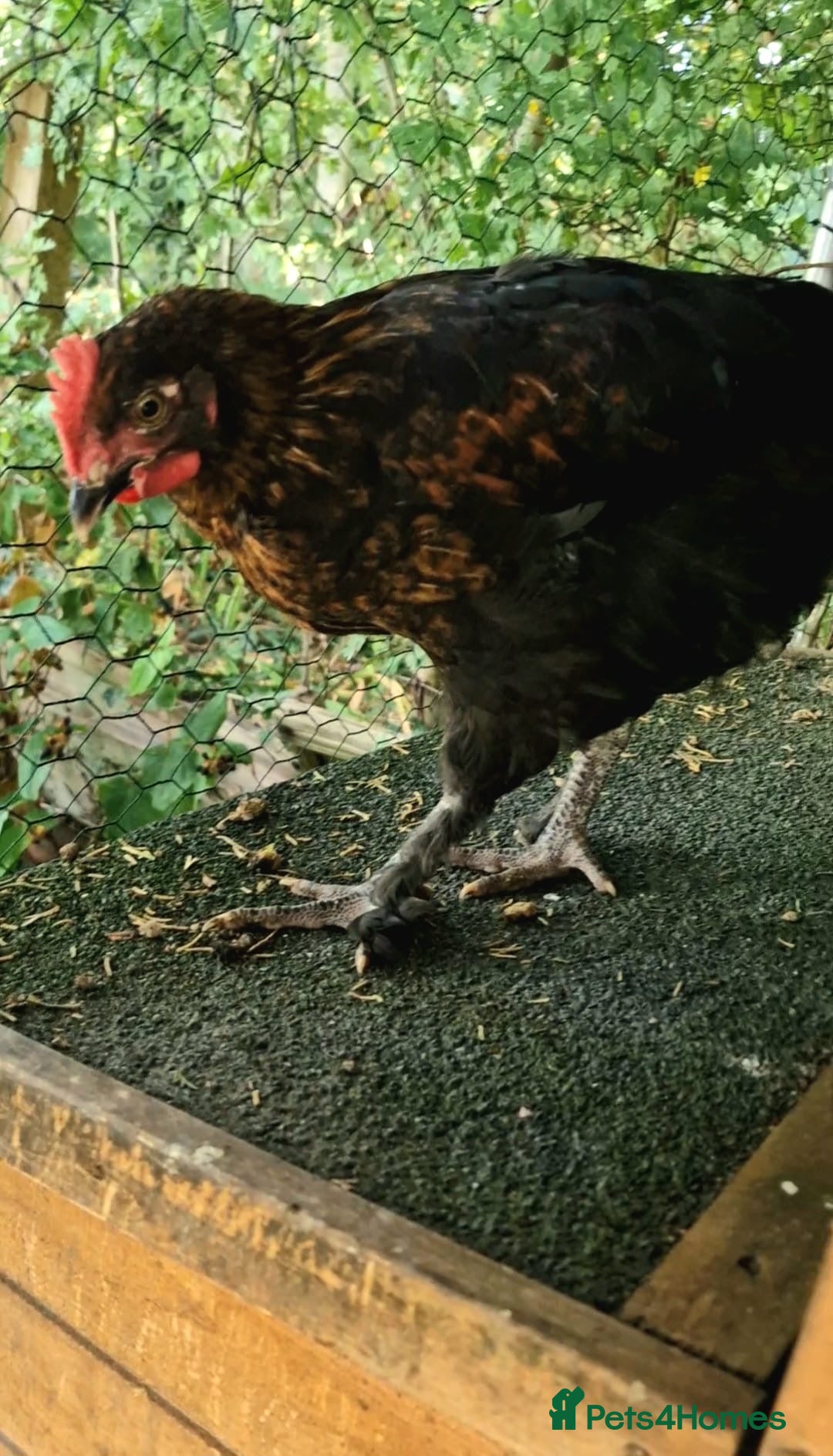 Chickens poultry for sale: Black French Copper Marans - Image 5