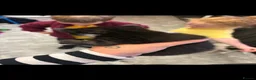 Domestic Shorthair cats for sale: 4 KITTENS AVAILABLE in Dukinfield - Advert 9