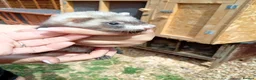 Ferret rodents for sale: Ferret hob kits in Hereford - Advert 18