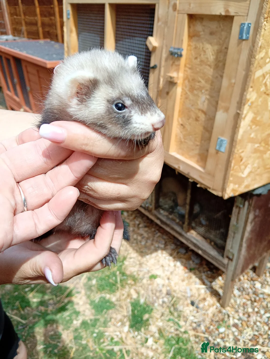 Ferret rodents for sale: Ferret hob kits in Hereford - Advert 18