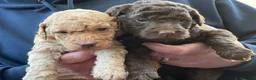 Labradoodle dogs for stud: Chocolate Standard Labradoodle Multigenerational  in Matlock - Advert 27