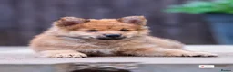 Mixed Breed dogs for sale: Italian Volpino puppies 🦊 - Advert 10