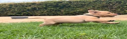Labrador Retriever dogs for sale: Working Labrador Puppies – KC Registered in Shrewsbury - Advert 16