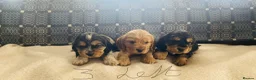 Cocker Spaniel dogs for sale: 1boy ready2go KC/Healthtested parents Show type 🌸 - Advert 17