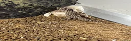 Gecko reptiles for sale: Viper geckos  in Stowmarket - Advert 2