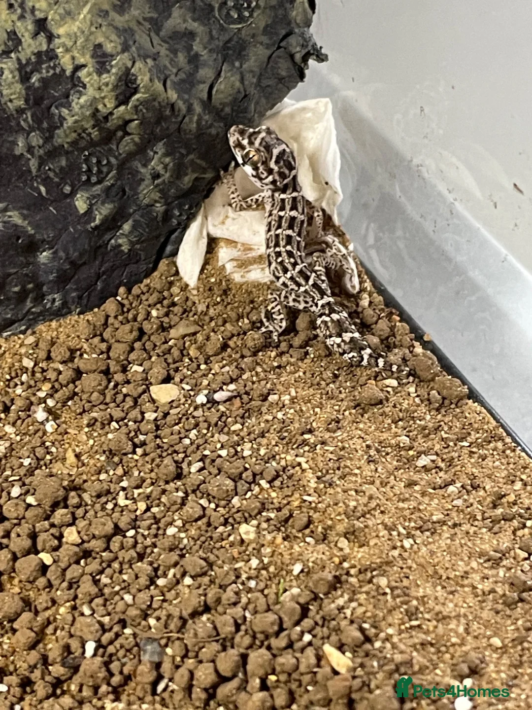 Gecko reptiles for sale: Viper geckos  in Stowmarket - Advert 2
