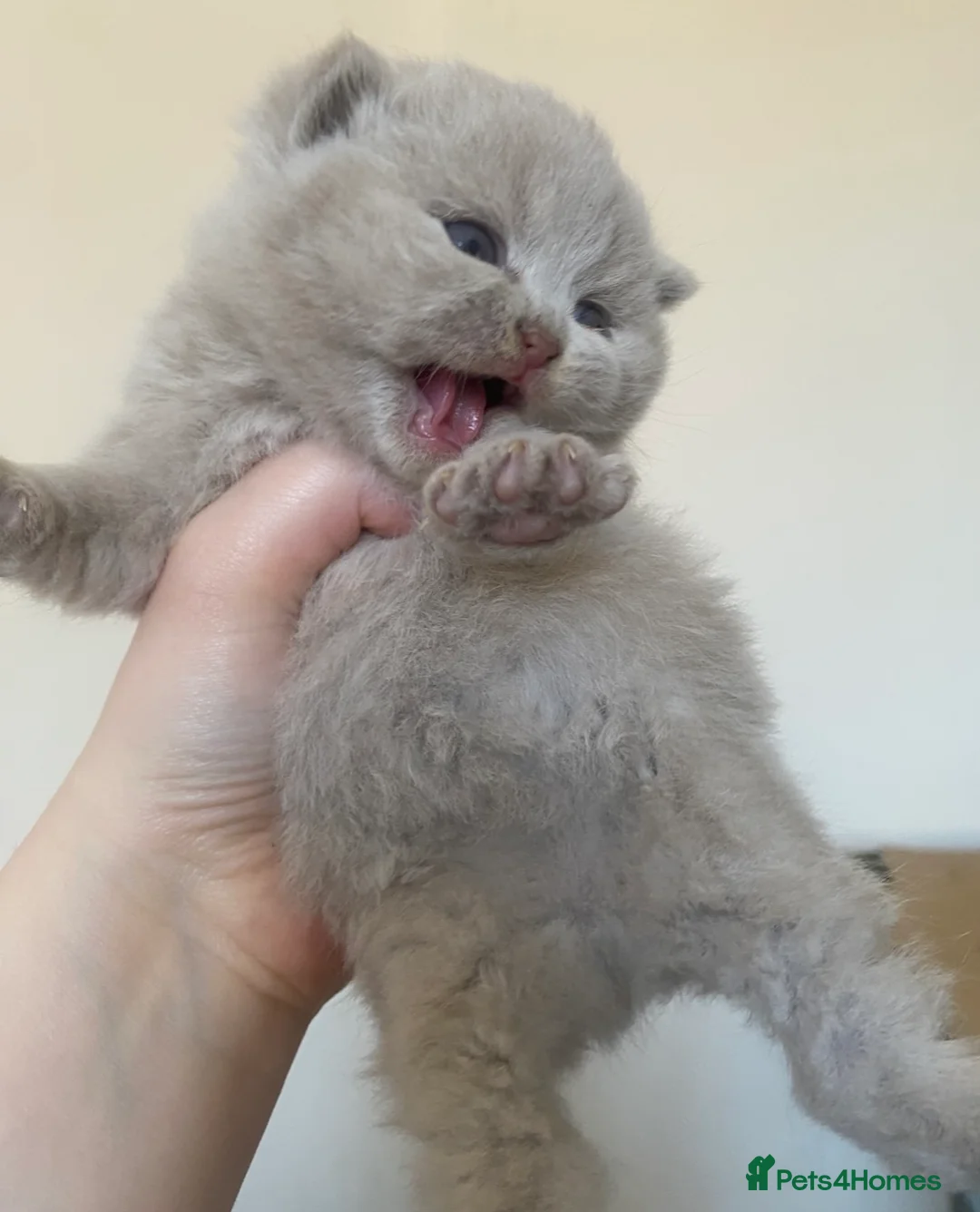 British Shorthair cats for sale: GCCF Active Championship line British Shorthairs - Advert 1