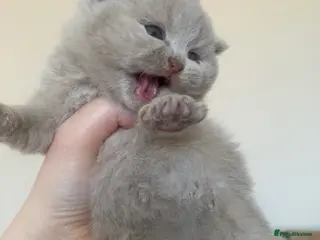 British Shorthair cats GCCF Active Championship line British Shorthairs - Advert 4