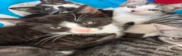 Domestic Shorthair cats for sale: READY TO GO‼️ 5 kittens! - Advert 22