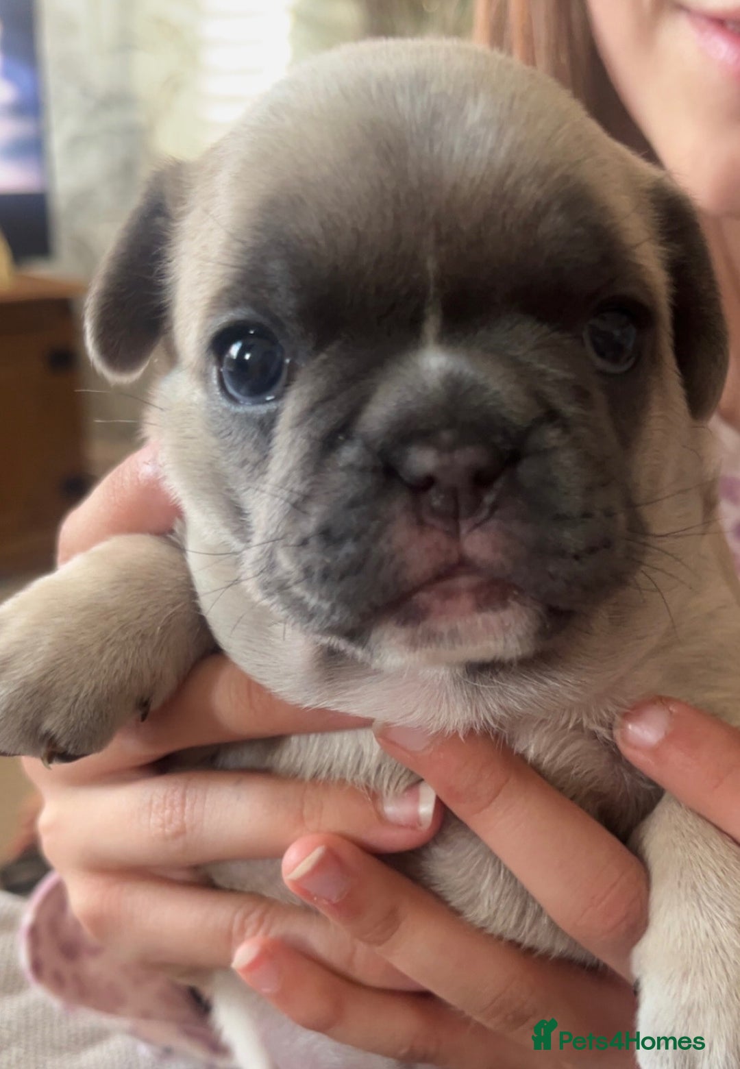Mixed Breed dogs for sale: Frenchie x frug in Grimsby - Image 1