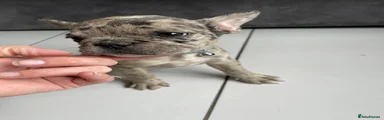 French Bulldog 2