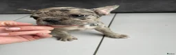 French Bulldog dogs for sale: French bulldog  - Advert 37