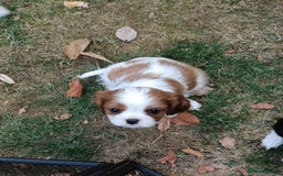 Cavalier King Charles Spaniel dogs for sale: Gorgeous KC Reg Cavalier king Charles puppies - Image 6