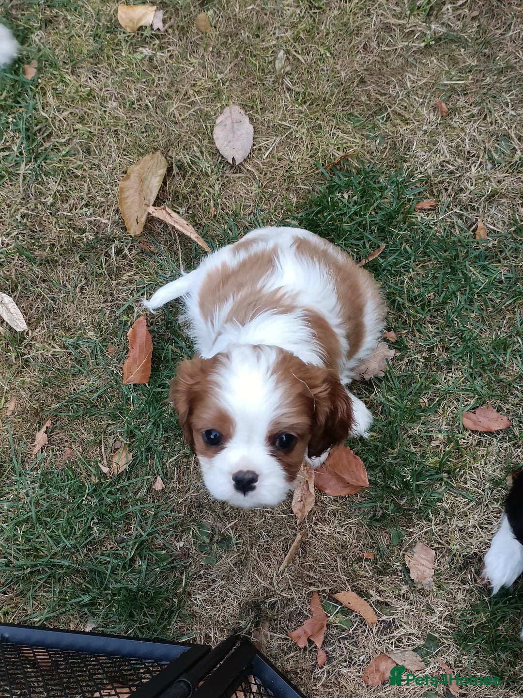 Cavalier King Charles Spaniel dogs for sale: Gorgeous KC Reg Cavalier king Charles puppies - Image 6