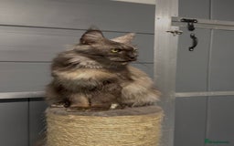 Maine Coon cats for sale: Tortie female maine coon  - Image 5