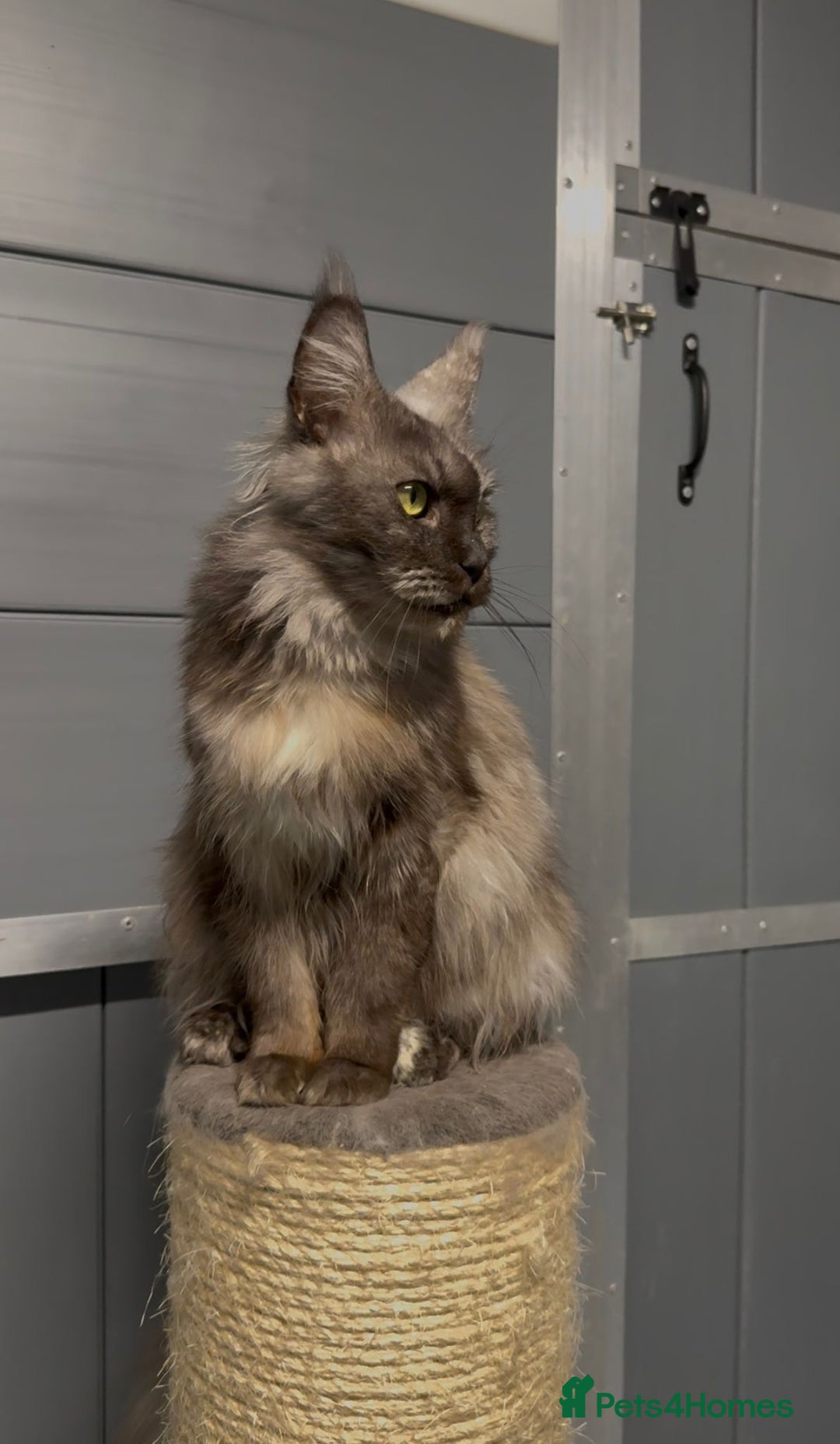 Maine Coon cats for sale: Tortie female maine coon  - Image 5